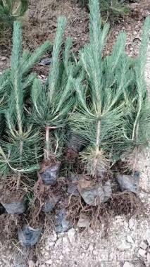 高度70厘米黑松小苗