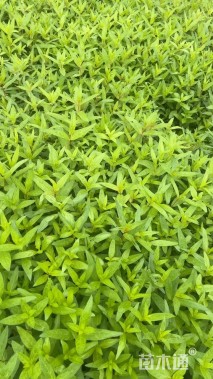 高度20厘米千屈菜