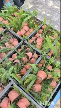 高度20厘米肾蕨