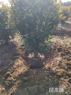 冠幅180厘米红叶石楠球