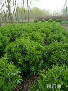 冠幅60厘米大叶黄杨球