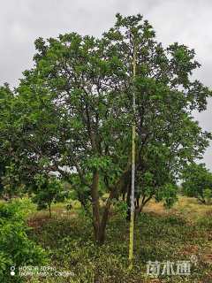 25公分丛生香橼