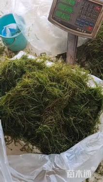 高度40厘米伊乐藻