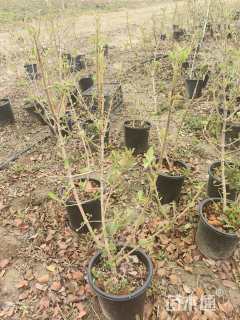 高度80厘米中华木绣球