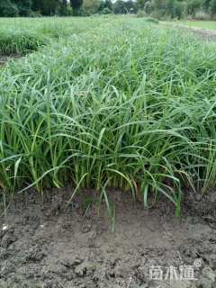 高度20厘米常绿萱草