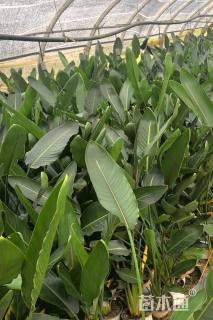 高度80厘米天堂鸟