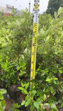 高度60厘米桃金娘