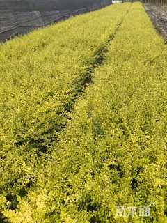 大杯苗亮晶女贞小苗