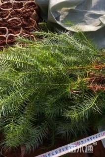 高度80厘米杉木小苗