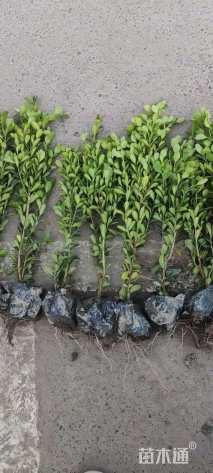 高度20厘米瓜子黄杨