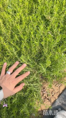 高度5厘米福禄考