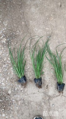 高度80厘米金红羽狼尾草