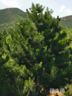 高度500厘米油松