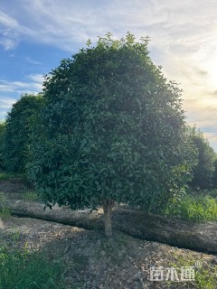 高度100厘米丛生桂花