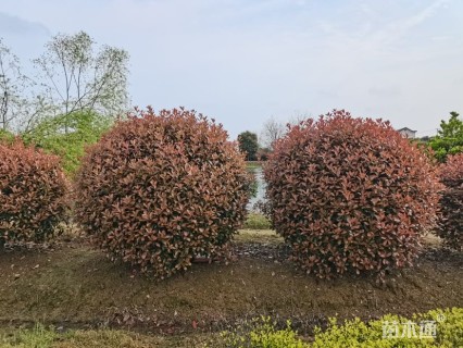 冠幅150厘米红叶石楠球