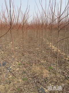 5公分美国红枫-秋火焰