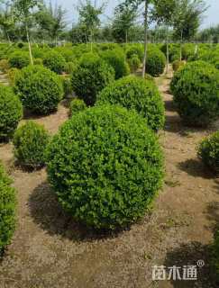 冠幅120厘米小叶黄杨球