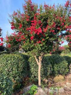 9公分红火箭紫薇