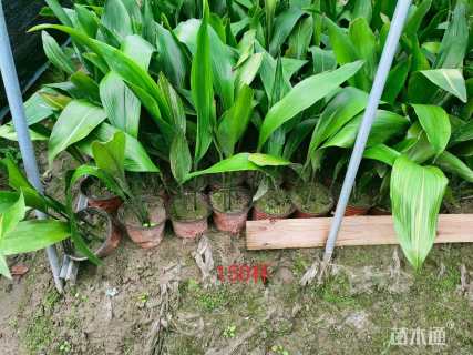 高度50厘米花叶美人蕉