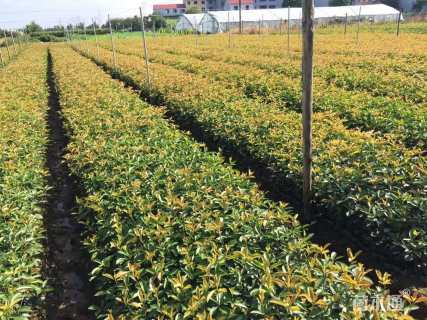 0.8公分红叶石楠