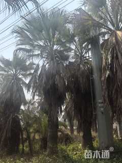 裸干高250厘米华棕