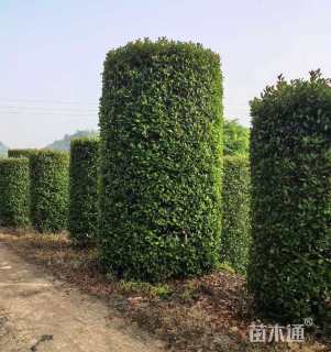 高度400厘米红叶石楠柱