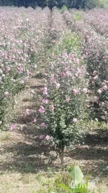 高度280厘米玫瑰木槿