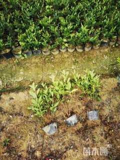 高度25厘米杜鹃