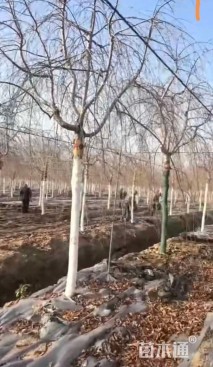 12公分八重红垂枝樱