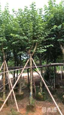 高度3.5厘米紫荆