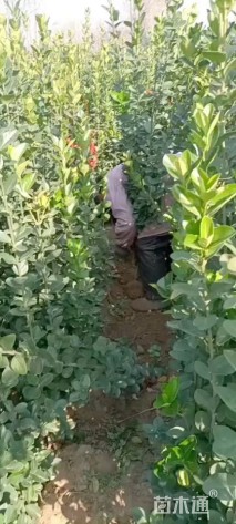 高度100厘米北海道黄杨