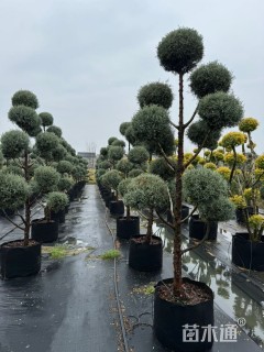 1公分蓝冰柏棒棒糖