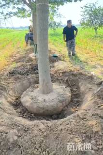 10公分金叶复叶槭