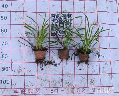 高度15厘米金边麦冬