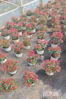 高度25厘米虎刺梅