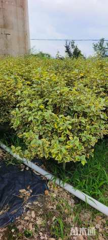 高度80厘米金边埃比胡颓子