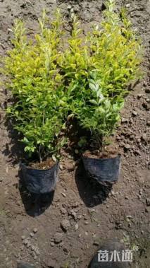 大杯苗亮晶女贞小苗