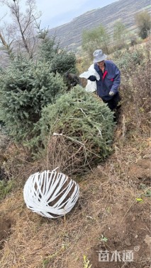 高度350厘米云杉