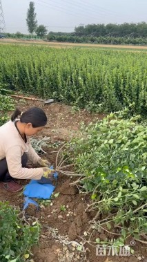 高度60厘米卫矛