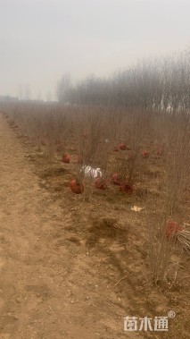 高度220厘米丛生花石榴