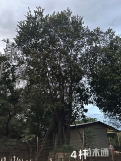 35公分丛生朴树