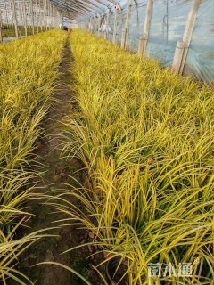 高度10厘米金叶石菖蒲