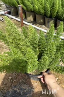 高度30厘米狐尾天门冬