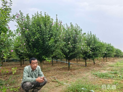 高度180厘米木槿