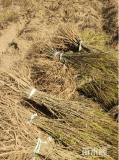 高度60厘米紫穗槐