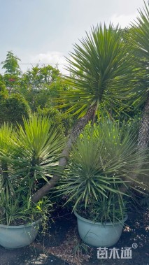 高度200厘米凤尾兰