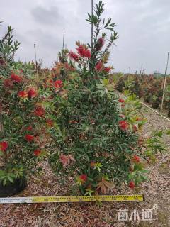 高度250厘米多花红千层