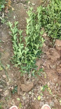 高度50厘米大叶黄杨