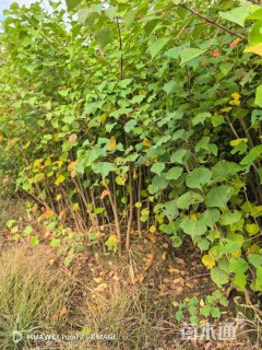 高度60厘米乌桕小苗