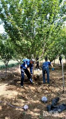 10公分日本晚樱
